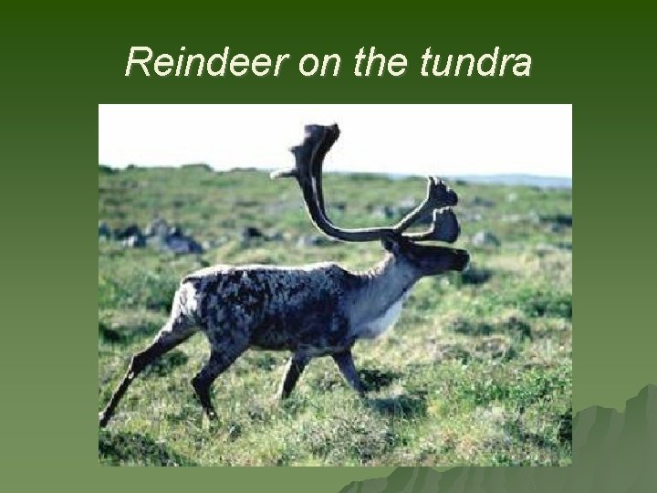 Reindeer on the tundra 