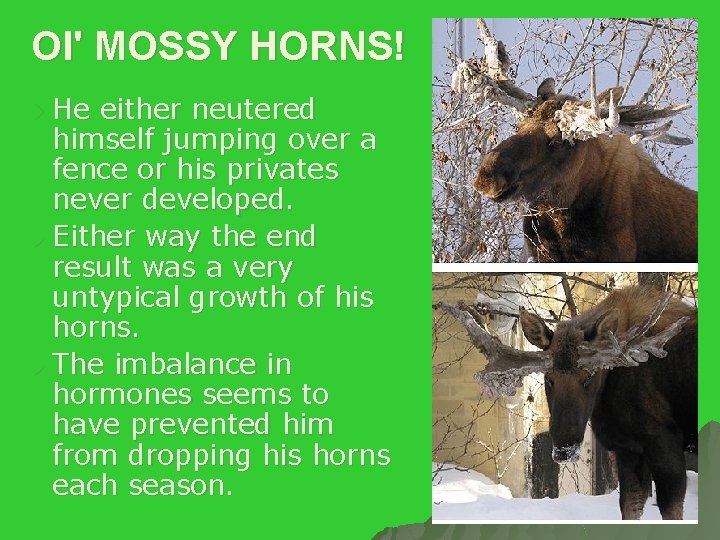 Ol' MOSSY HORNS! He either neutered himself jumping over a fence or his privates