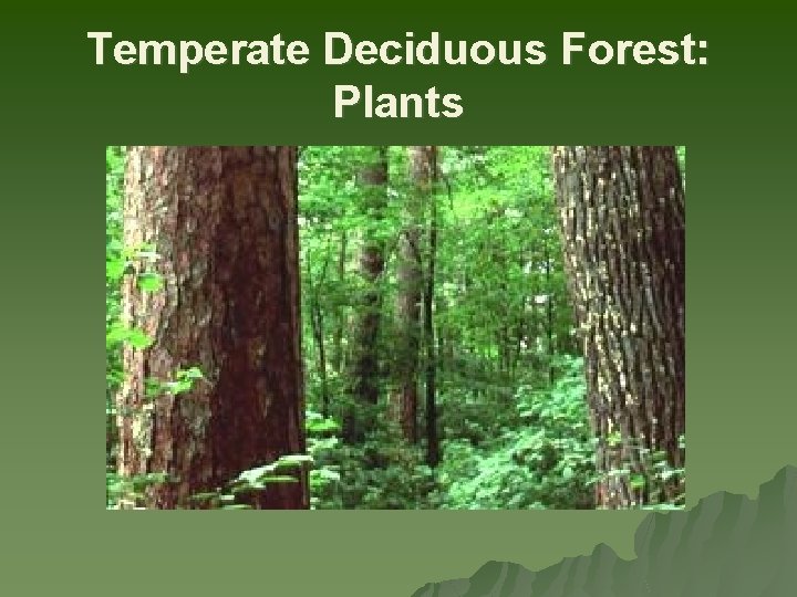 Temperate Deciduous Forest: Plants 