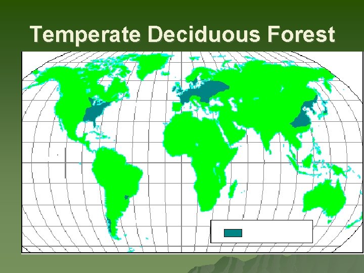 Temperate Deciduous Forest 