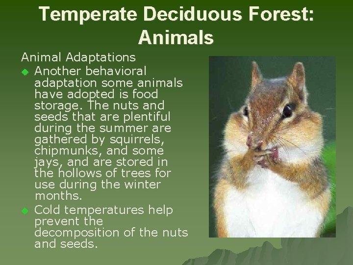 Temperate Deciduous Forest: Animals Animal Adaptations u Another behavioral adaptation some animals have adopted