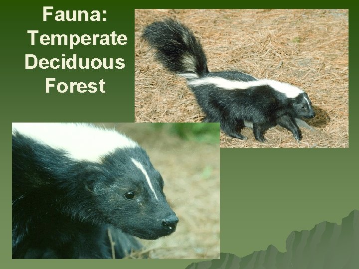 Fauna: Temperate Deciduous Forest 