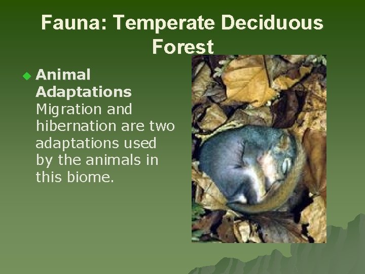 Fauna: Temperate Deciduous Forest u Animal Adaptations Migration and hibernation are two adaptations used