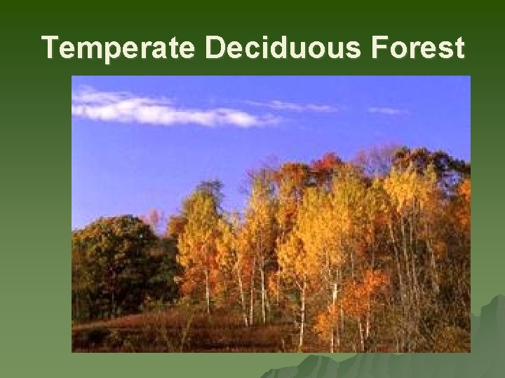 Temperate Deciduous Forest 