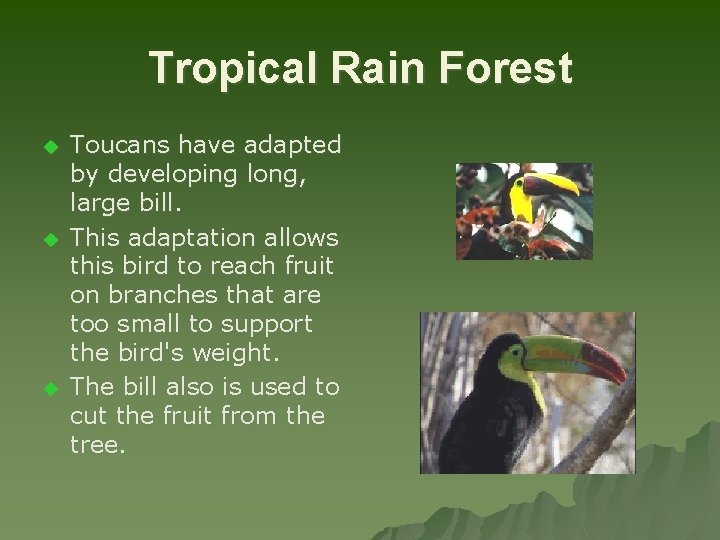 Tropical Rain Forest u u u Toucans have adapted by developing long, large bill.