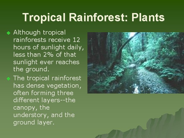  Tropical Rainforest: Plants u u Although tropical rainforests receive 12 hours of sunlight