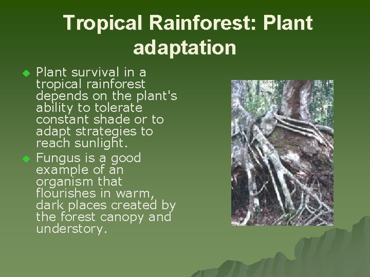  Tropical Rainforest: Plant adaptation u u Plant survival in a tropical rainforest depends