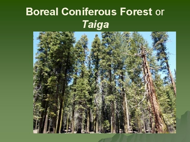 Boreal Coniferous Forest or Taiga 