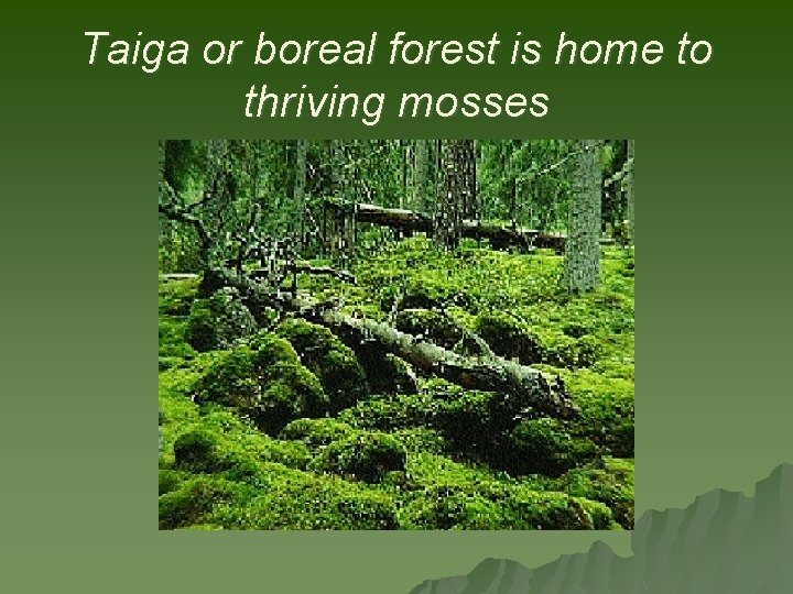 Taiga or boreal forest is home to thriving mosses 