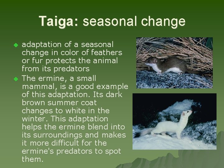 Taiga: seasonal change u u adaptation of a seasonal change in color of feathers