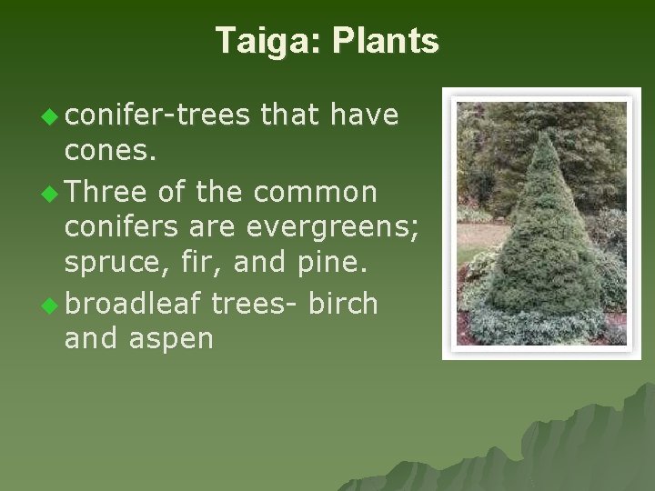 Taiga: Plants u conifer-trees that have cones. u Three of the common conifers are