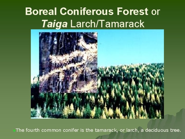 Boreal Coniferous Forest or Taiga Larch/Tamarack u. The fourth common conifer is the tamarack,