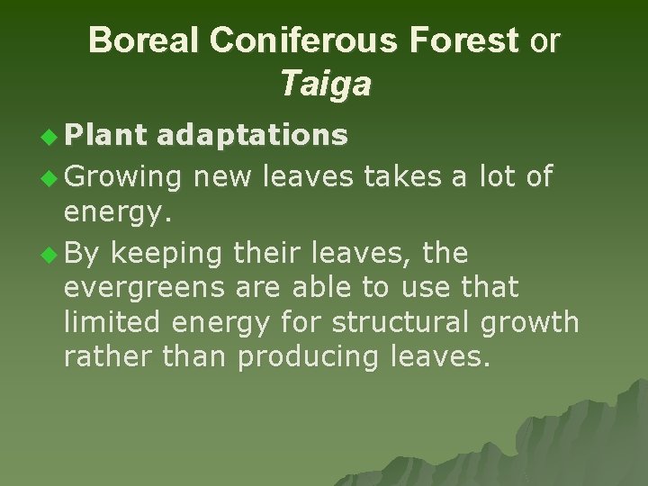 Boreal Coniferous Forest or Taiga u Plant adaptations u Growing new leaves takes a