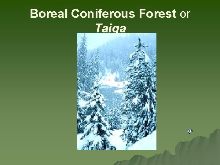 Boreal Coniferous Forest or Taiga 