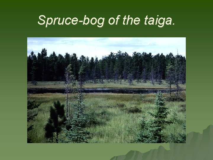 Spruce-bog of the taiga. 