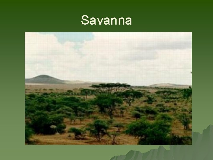 Savanna 