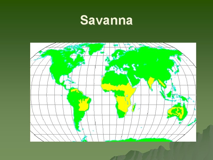 Savanna 