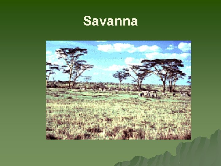 Savanna 