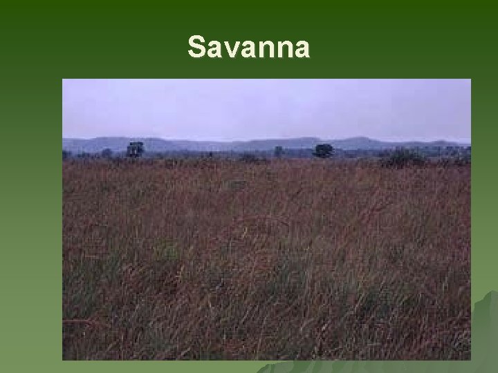 Savanna 