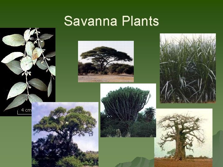 Savanna Plants 