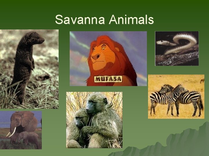 Savanna Animals 