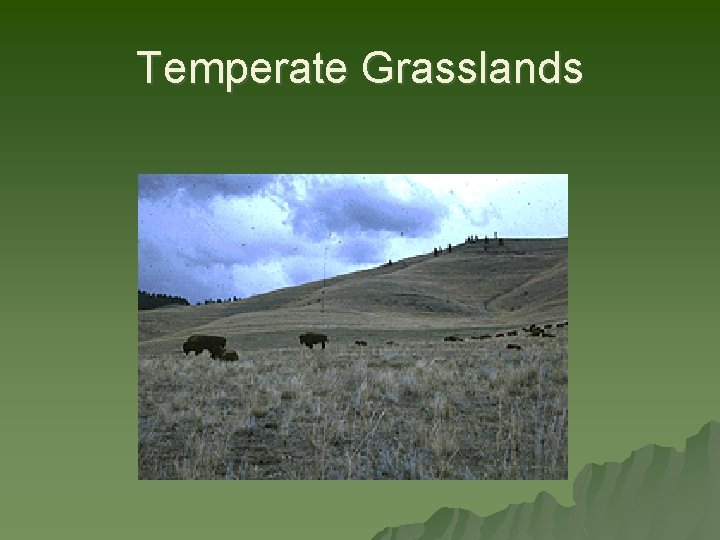 Temperate Grasslands 