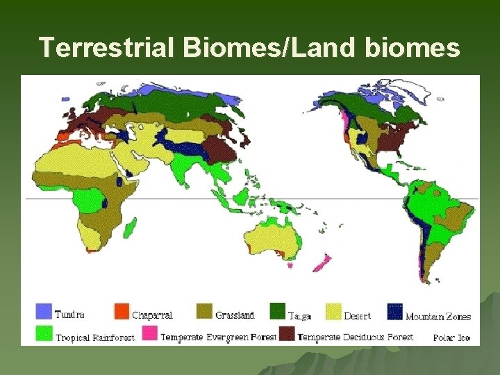 Terrestrial Biomes/Land biomes 