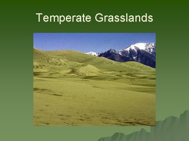 Temperate Grasslands 