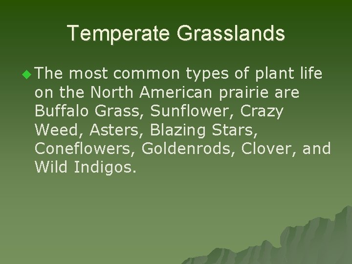 Temperate Grasslands u The most common types of plant life on the North American