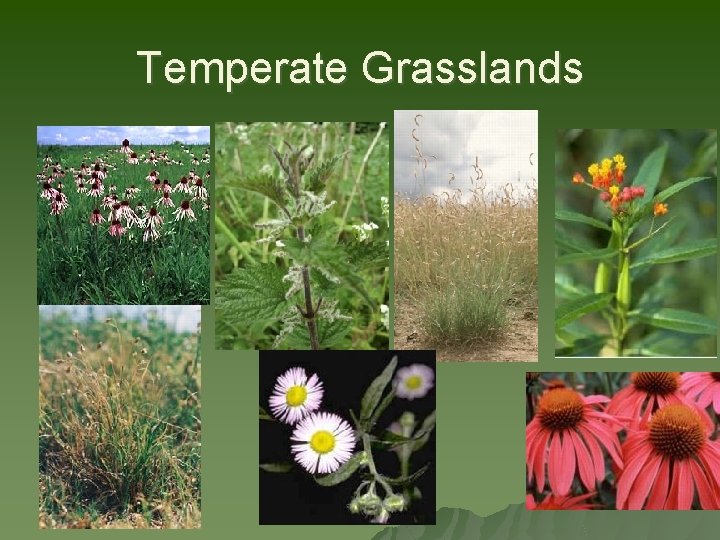 Temperate Grasslands 