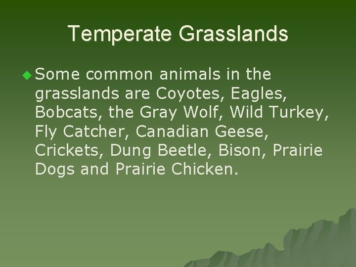 Temperate Grasslands u Some common animals in the grasslands are Coyotes, Eagles, Bobcats, the