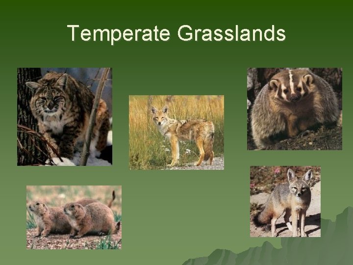 Temperate Grasslands 