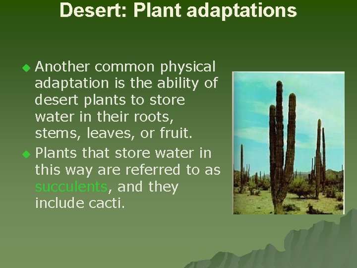 Desert: Plant adaptations Another common physical adaptation is the ability of desert plants to