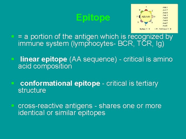 Epitope § = a portion of the antigen which is recognized by immune system