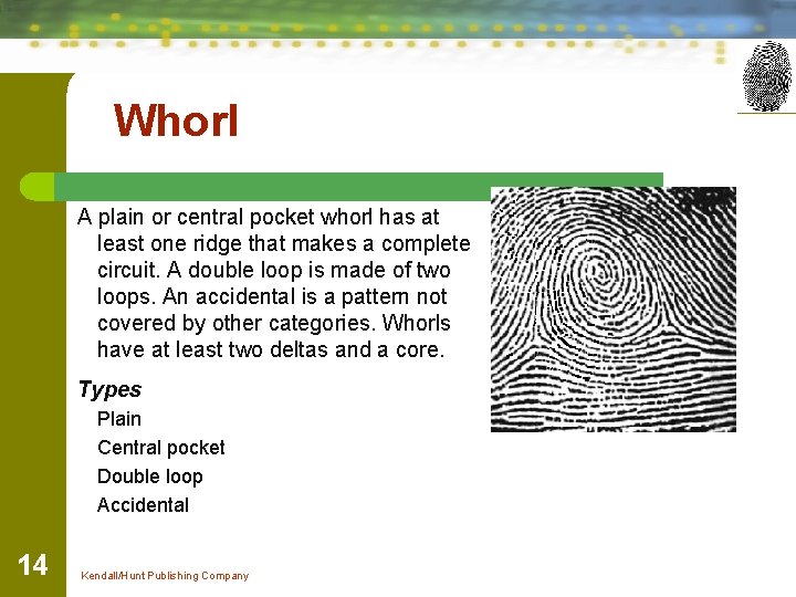 Whorl A plain or central pocket whorl has at least one ridge that makes