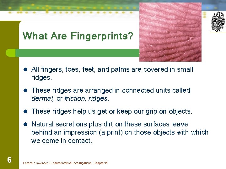 What Are Fingerprints? l All fingers, toes, feet, and palms are covered in small