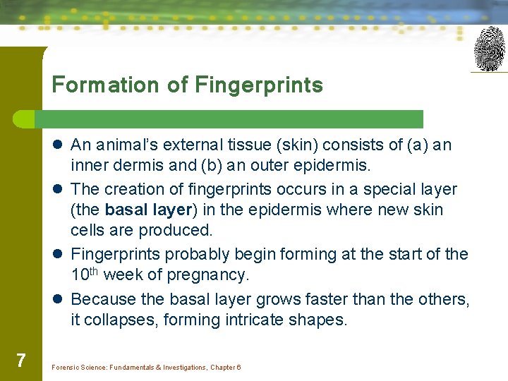 Formation of Fingerprints l An animal’s external tissue (skin) consists of (a) an inner