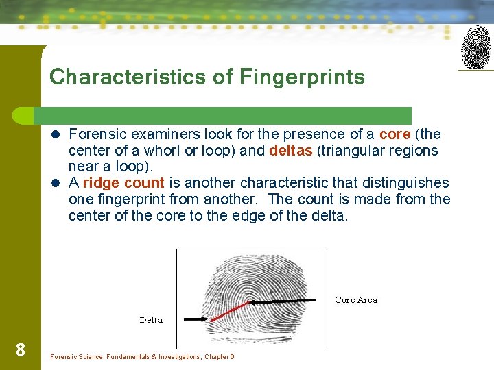 Characteristics of Fingerprints l Forensic examiners look for the presence of a core (the