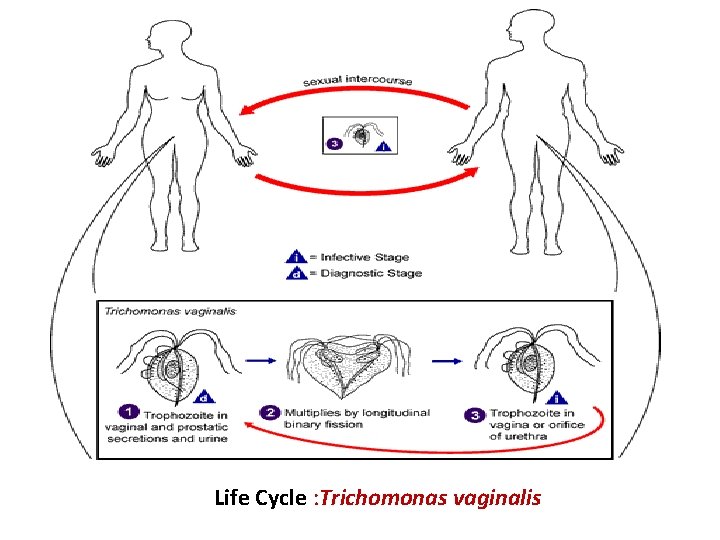 Life Cycle : Trichomonas vaginalis 