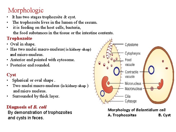 Morphologic • It has two stages trophozoite & cyst. • The trophozoite lives in