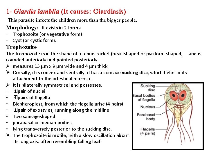1 - Giardia lamblia (It causes: Giardiasis) This parasite infects the children more than