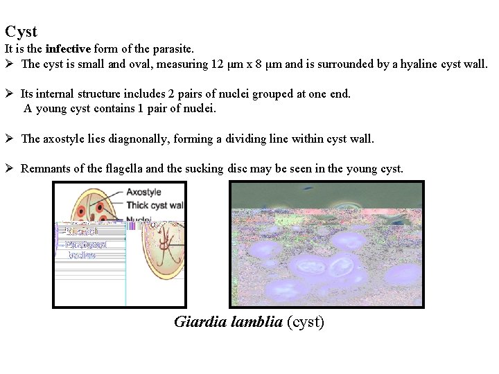 Cyst It is the infective form of the parasite. Ø The cyst is small