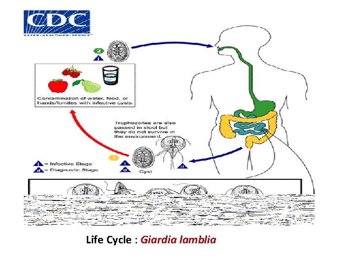 Life Cycle : Giardia lamblia 