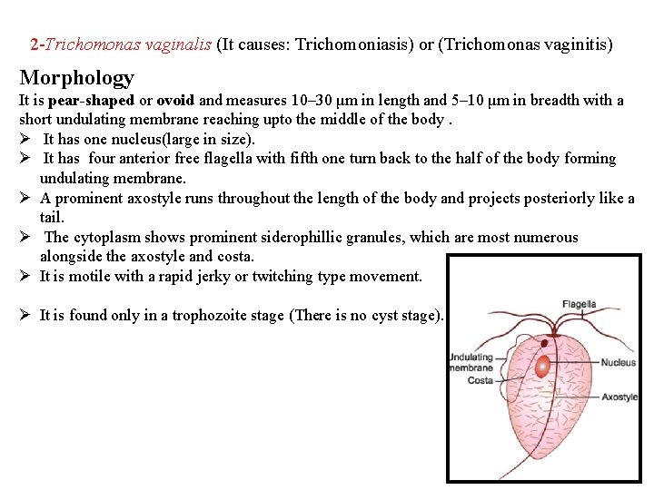 2 -Trichomonas vaginalis (It causes: Trichomoniasis) or (Trichomonas vaginitis) Morphology It is pear-shaped or