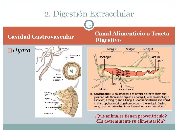 2. Digestión Extracelular 10 Cavidad Gastrovascular Canal Alimenticio o Tracto Digestivo � Hydra ¿Qué