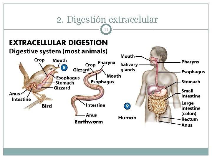 2. Digestión extracelular 11 