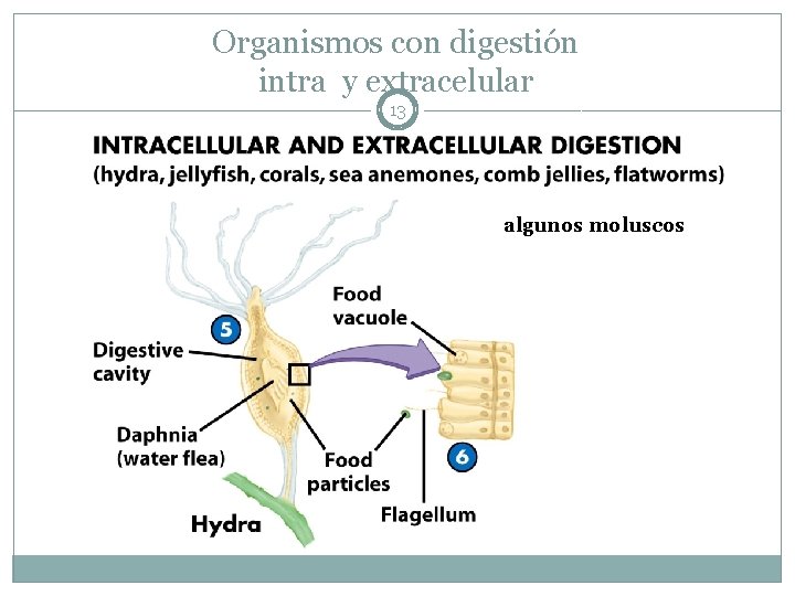 Organismos con digestión intra y extracelular 13 algunos moluscos 