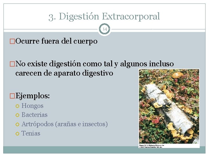 3. Digestión Extracorporal 14 �Ocurre fuera del cuerpo �No existe digestión como tal y