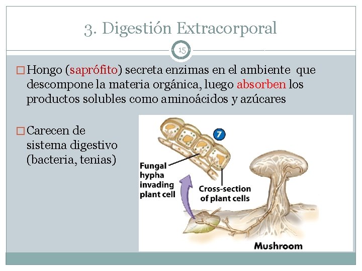 3. Digestión Extracorporal 15 � Hongo (saprófito) secreta enzimas en el ambiente que descompone