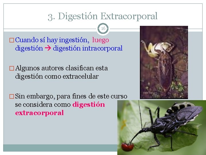 3. Digestión Extracorporal 16 � Cuando sí hay ingestión, luego digestión intracorporal � Algunos